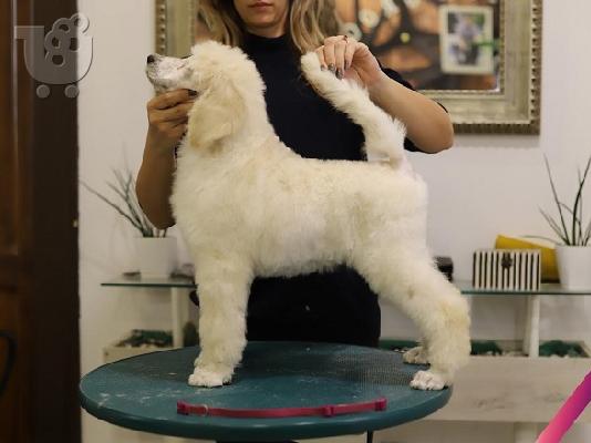 Grand Royal Poodle Standard